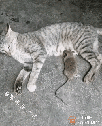 养的这个是什么猫？竟然把老鼠当着是自己的崽崽。给他喂奶，感觉现在养的猫，都不是猫