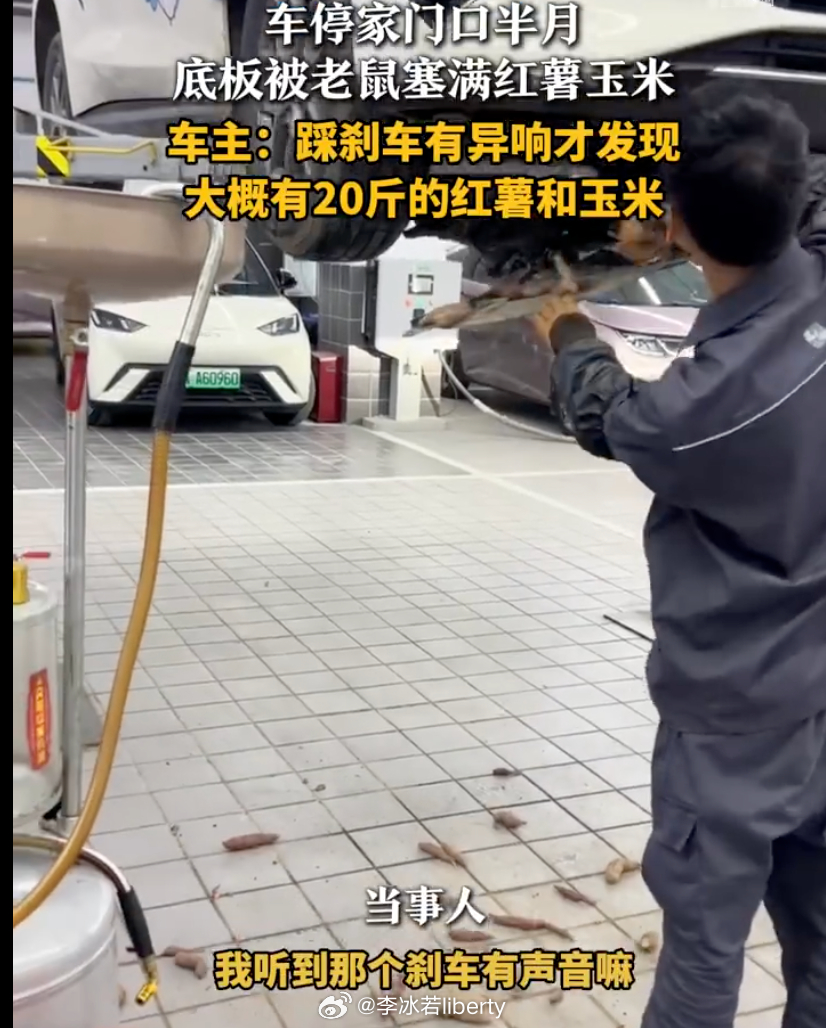 车停半个月被老鼠囤了20斤粮食 这可太夸张了，20斤粮食，其实想了想汽车不可能是