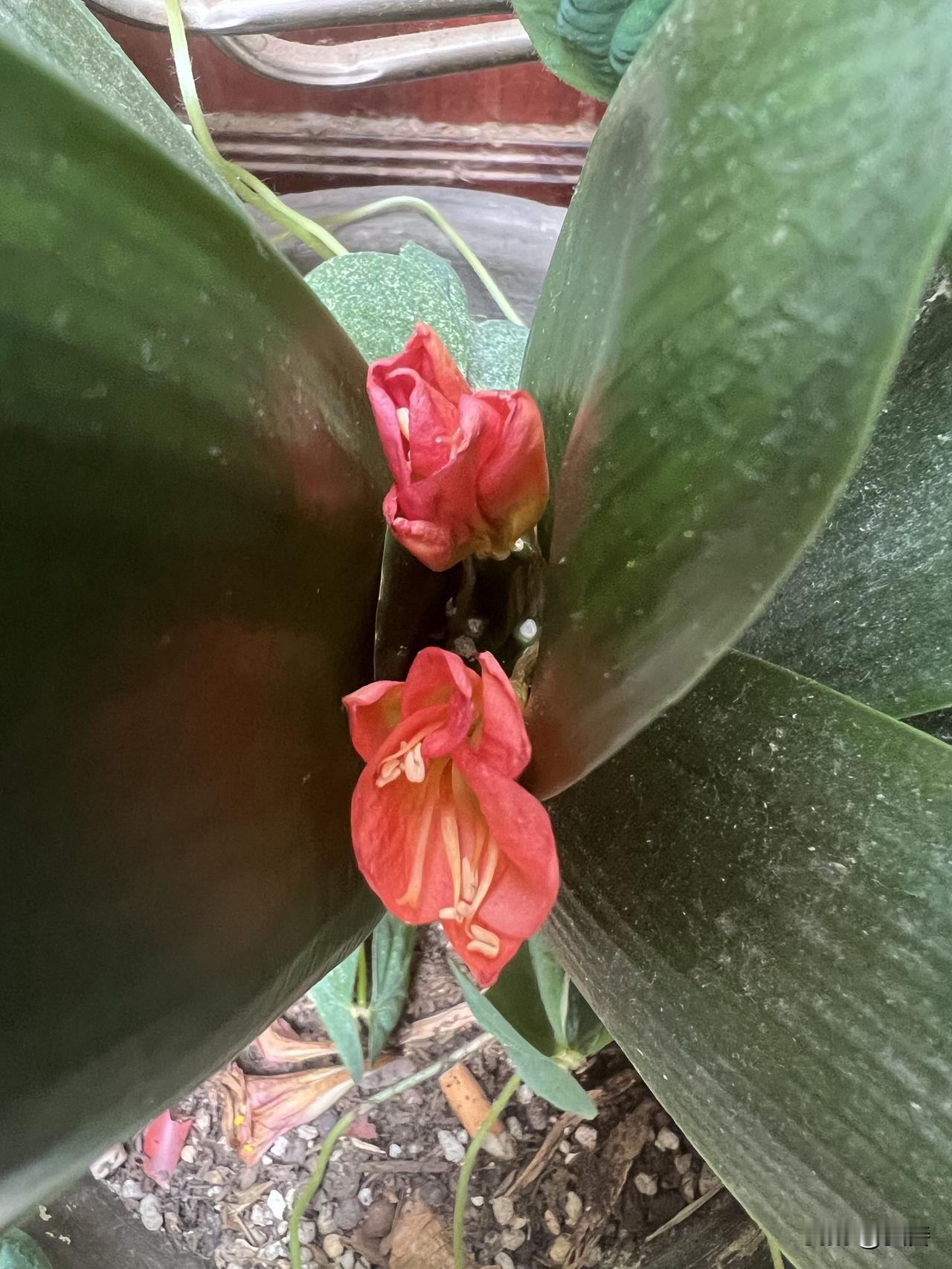 晒图笔记大赛社区及我家种的花花草草，夏日的结晶。