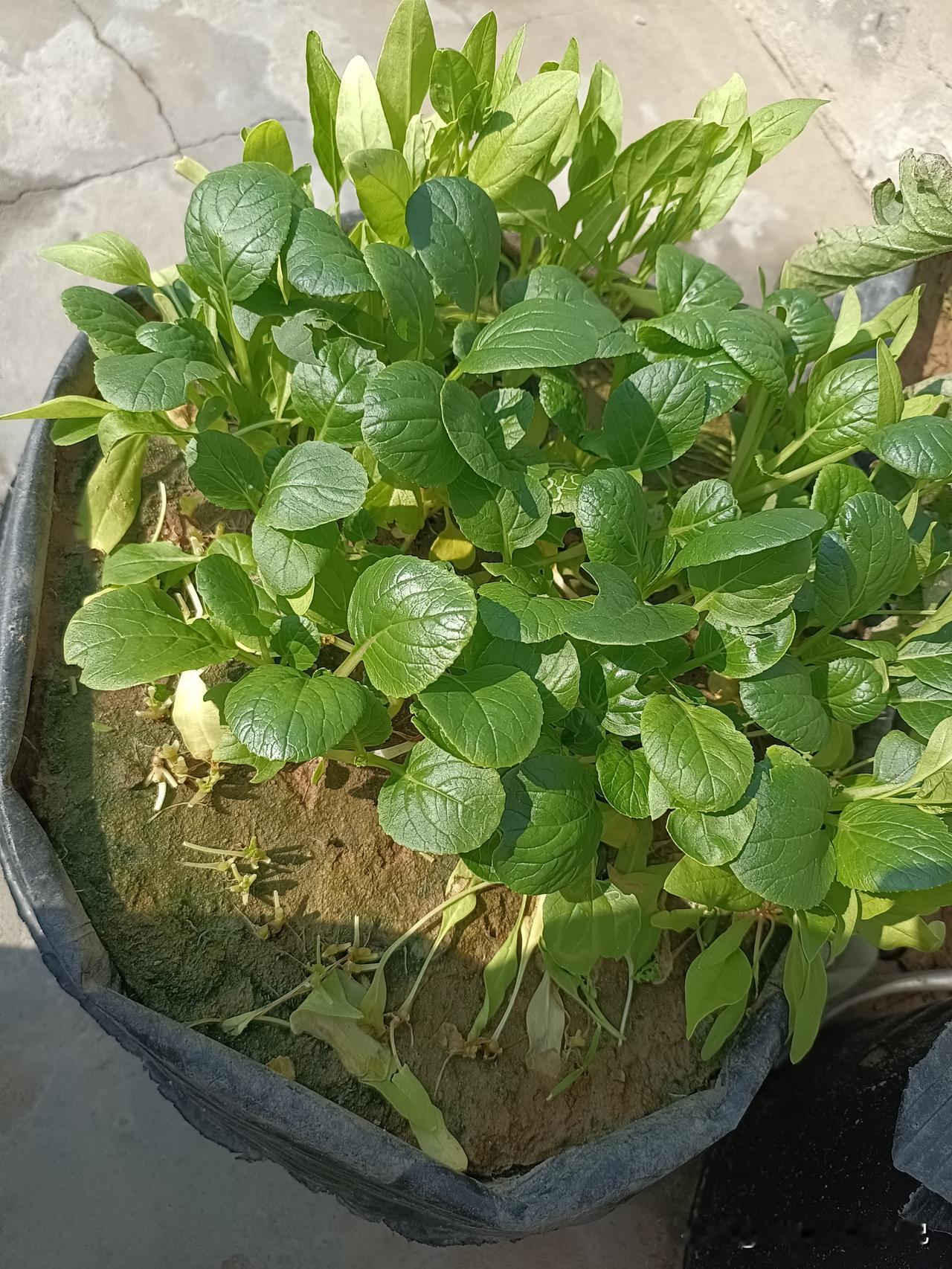 秋日生活打卡季