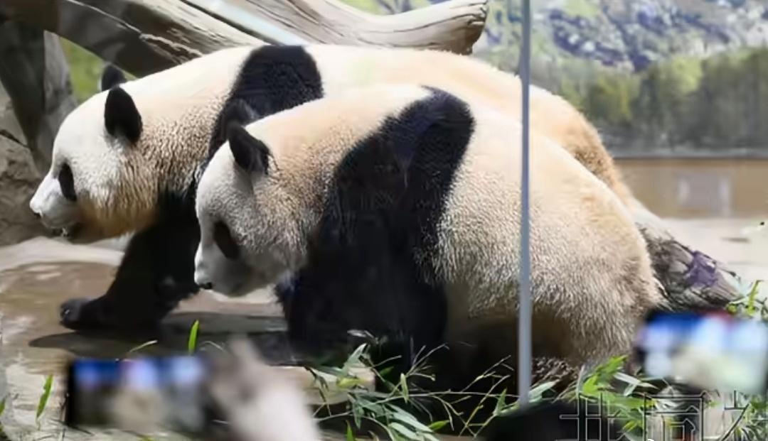 本来“熊猫外交”就是“和平外交”的一部分，既然和平已不再，那么熊猫亦不再有。[吃