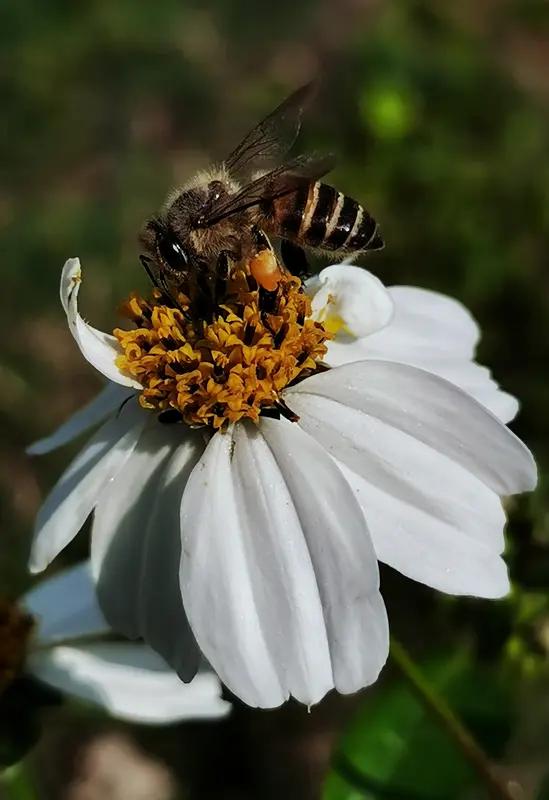《惊蛰无声》口碑两极分化并不奇怪。此片亮点颇多，它是首部聚焦当代国安题材的商业片