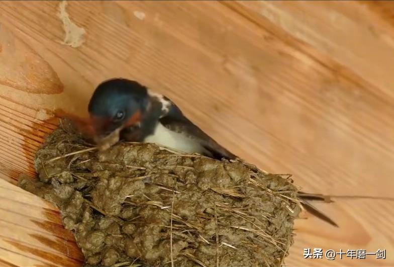 燕子筑巢不仅用树枝草木与泥土结合，关键还用嘴慢慢震动，把泥浆灌满空隙，稳定结构。