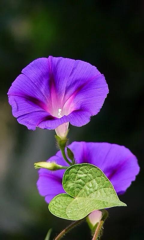 行香子·牵牛花语
许碧霞（江西）

丹桂迟萌，牡菊初香。
芙蓉醒、红蓼新妆。
芒