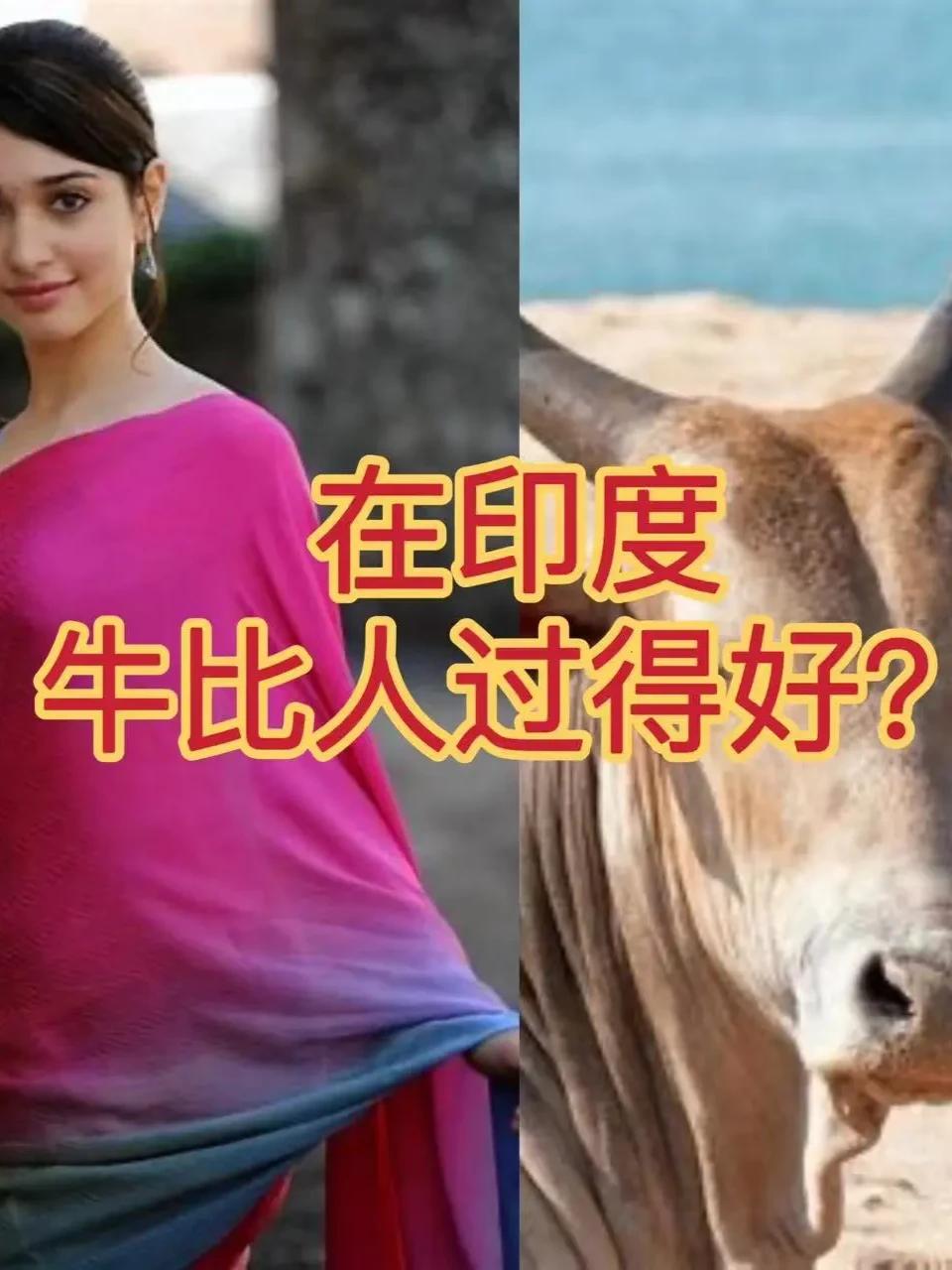 盘点全球一些国家不吃的食物！中国人也有一样是不吃的！

1、韩国：不食用香菜（对