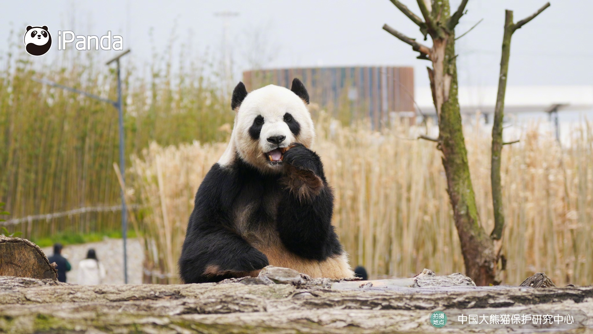 【大熊猫的治愈从早安开始 🌟】发言熊：“福娃”名熊名言：好好吃饭，认真生活，日
