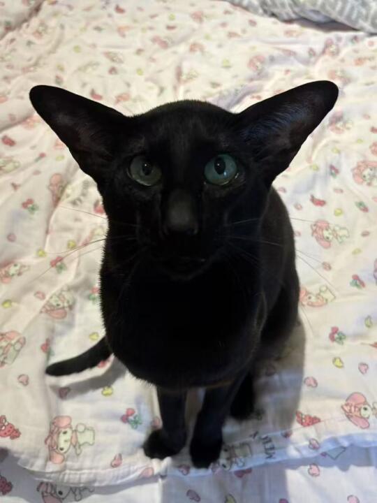 越长越像人的高能量小猫每天都吃点啥