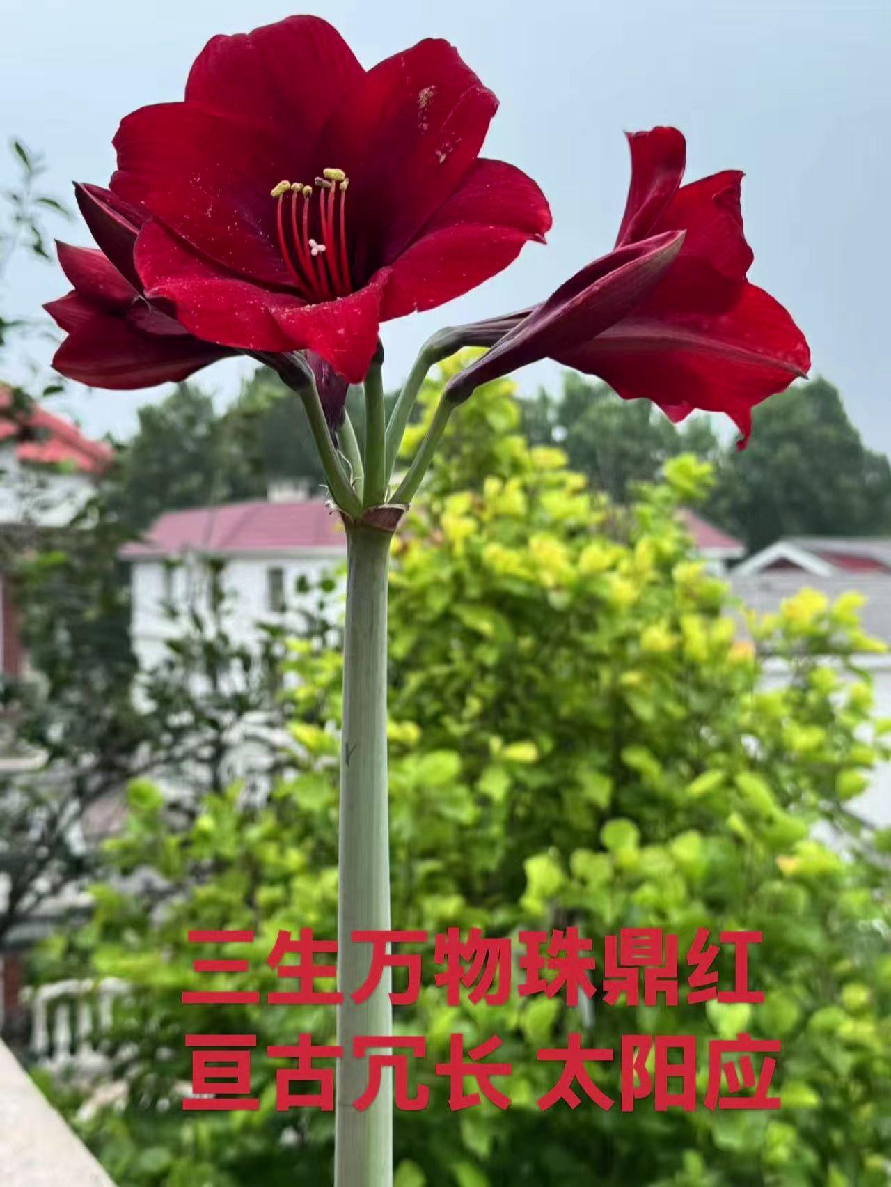 红运当头，马到功成！看者到得到，留言接到！（素材：太阳/齐焱诗）