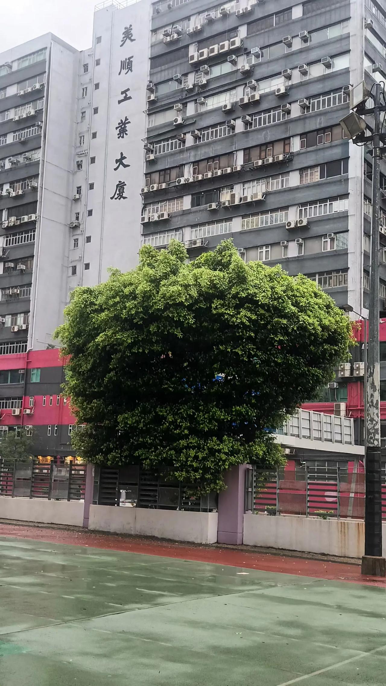 绿树蔓生，都市的绿色，冰冷建筑的调和。
周三早安。