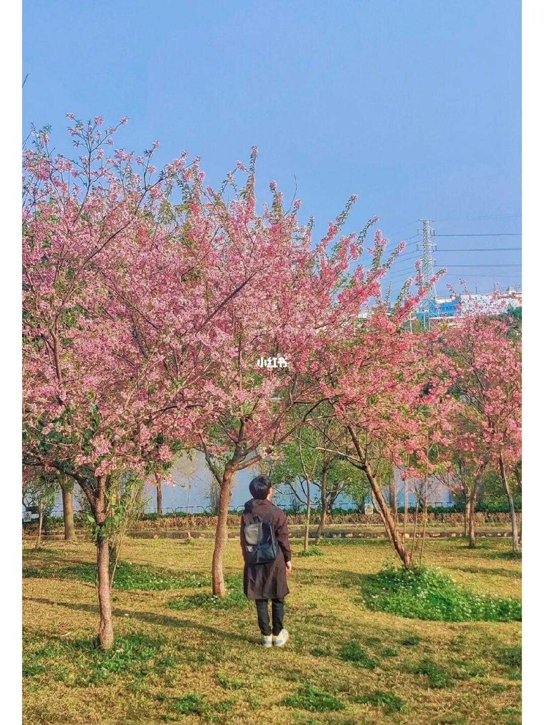 快去❗️东莞的樱花开了！好浪漫啊