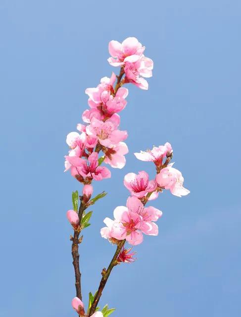 又是一年桃花红，
人面桃花春意浓。
回眸一笑花枝俏，
靓妹帅歌乐融融。