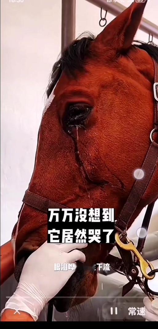 义乌“哭哭马”爆火：25元的“委屈脸”为何让全网疯狂下单？

谁能想到，一匹被缝