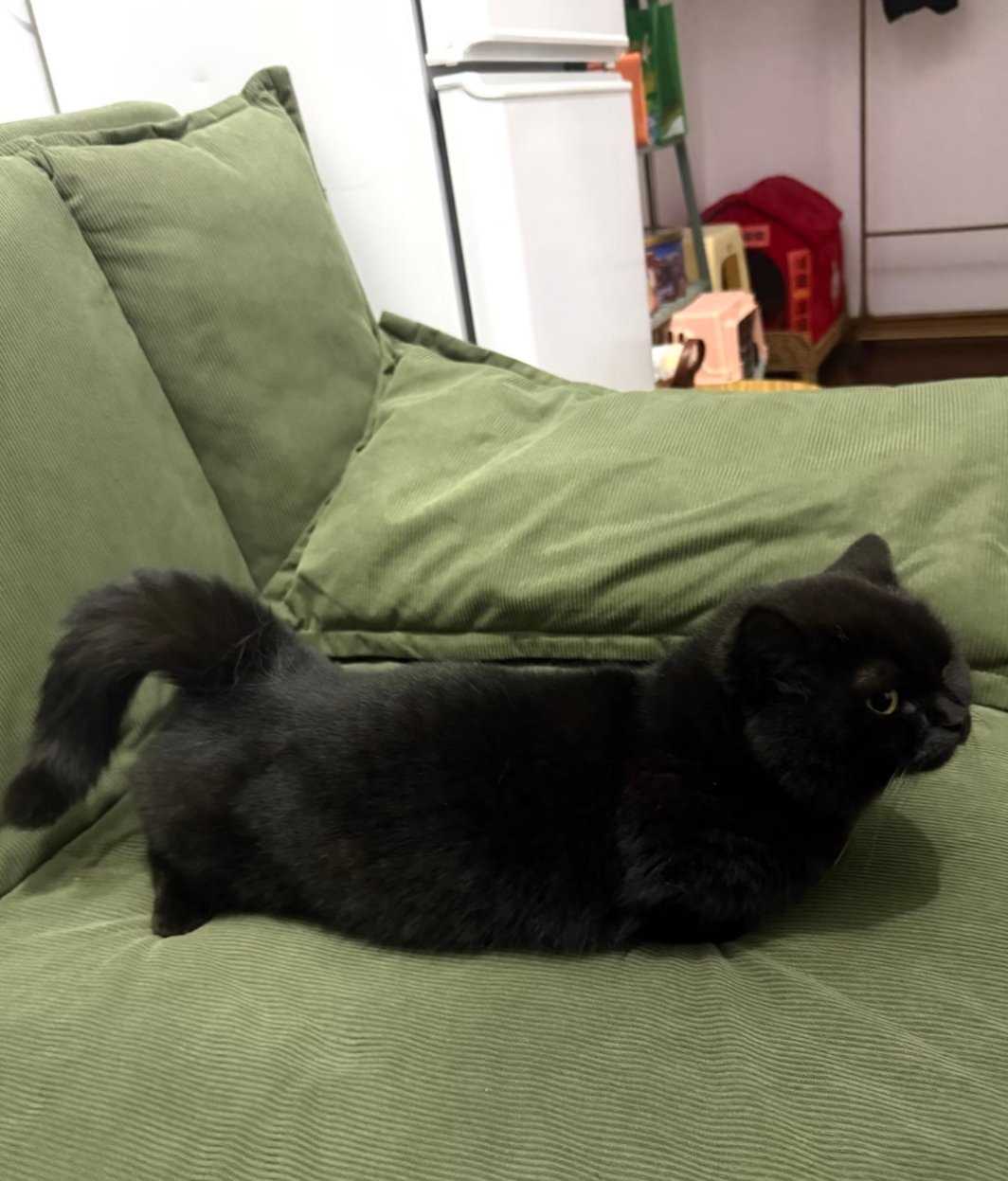 总有些小东西是为治愈你而来，今天你开心吗？ 