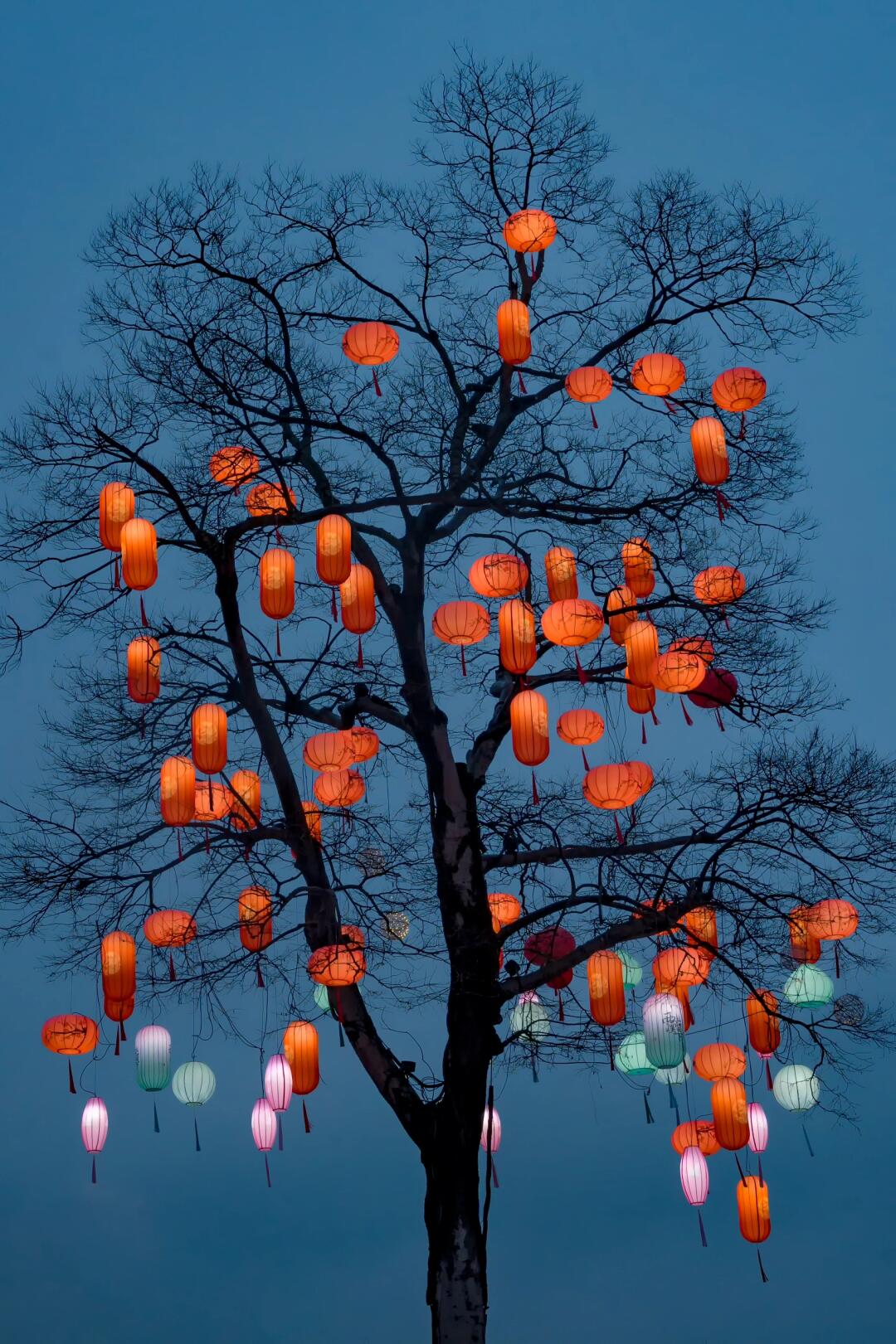 属于杭州春节的浪漫，西溪湿地的花灯美翻了！