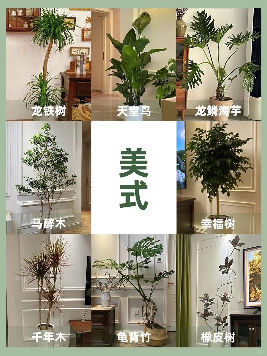 干货分享💯｜6️⃣种不同客厅风格的绿植搭配||