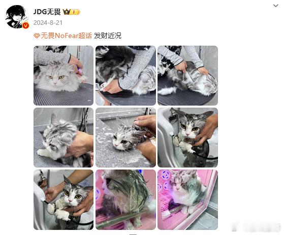 微博里的含猫量还在上升！七七真的好喜欢猫猫呢[抱一抱] 