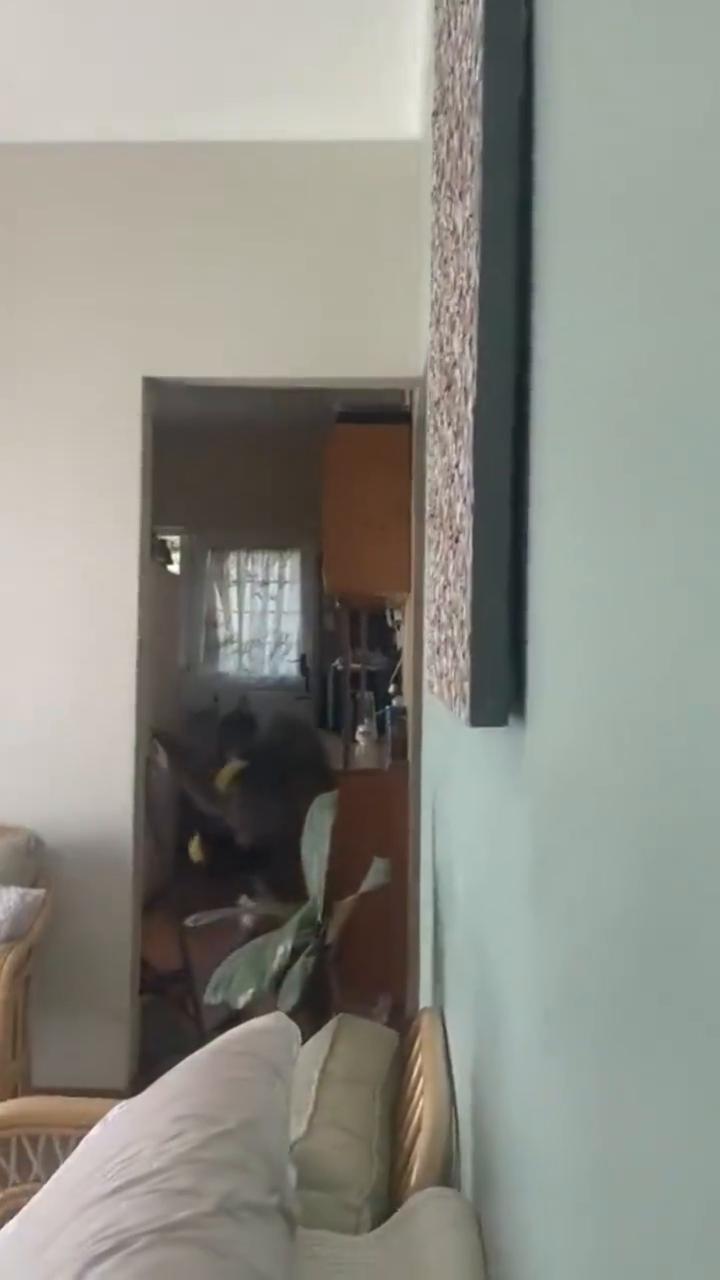 《惯犯狒狒的入室盗窃实录》。