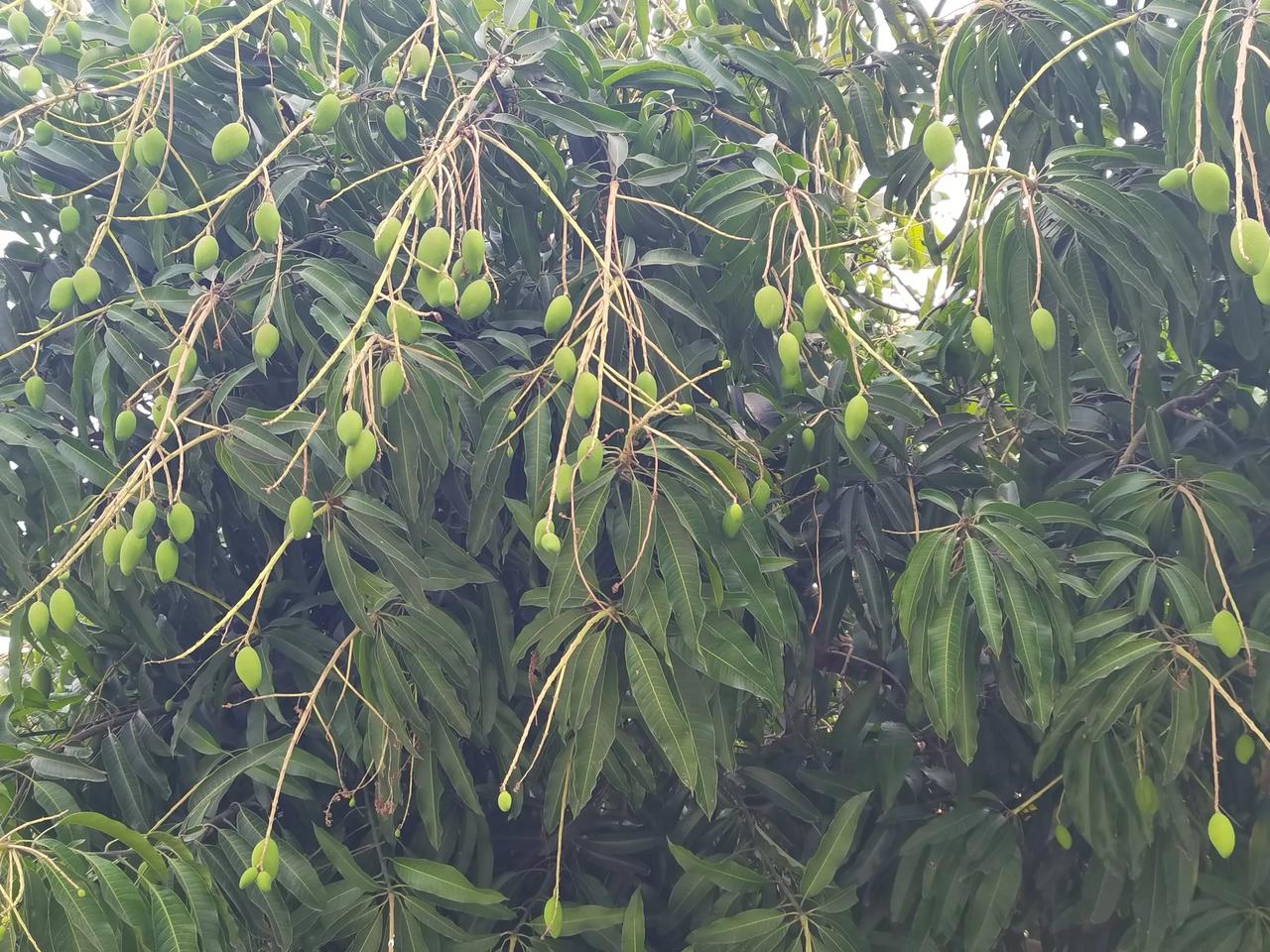 看看芒果能结多少果。