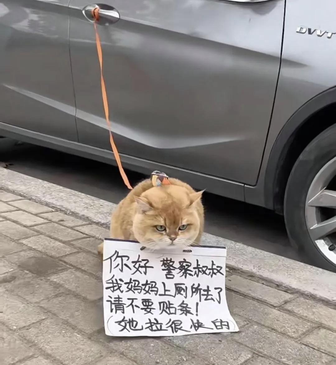 🐱 猫：“你好警察叔叔，我妈妈上厕所去了，请不要贴条！她拉很快的！”
 
👮