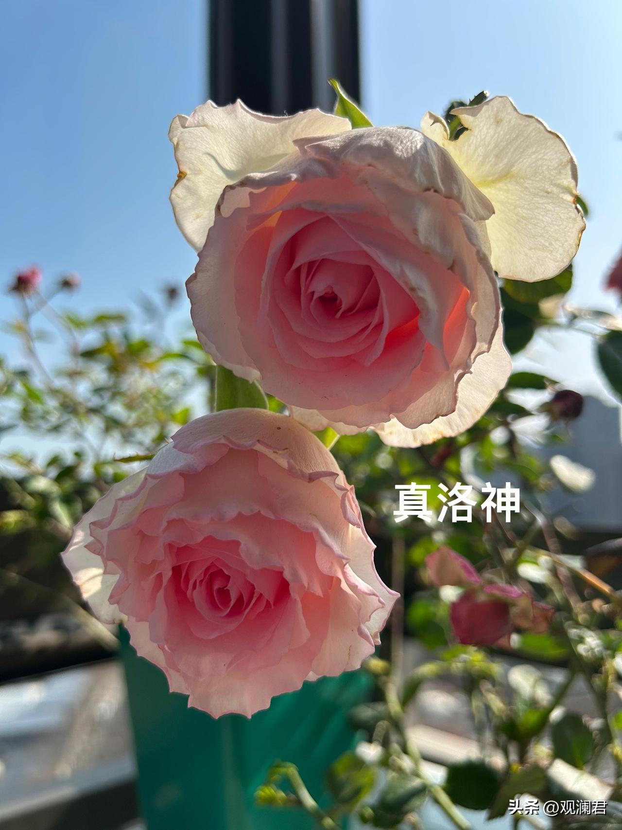 春天来了，又到了买花的季节。洛神月季是我的心头好，我心心念念想要再养一盆。
这几