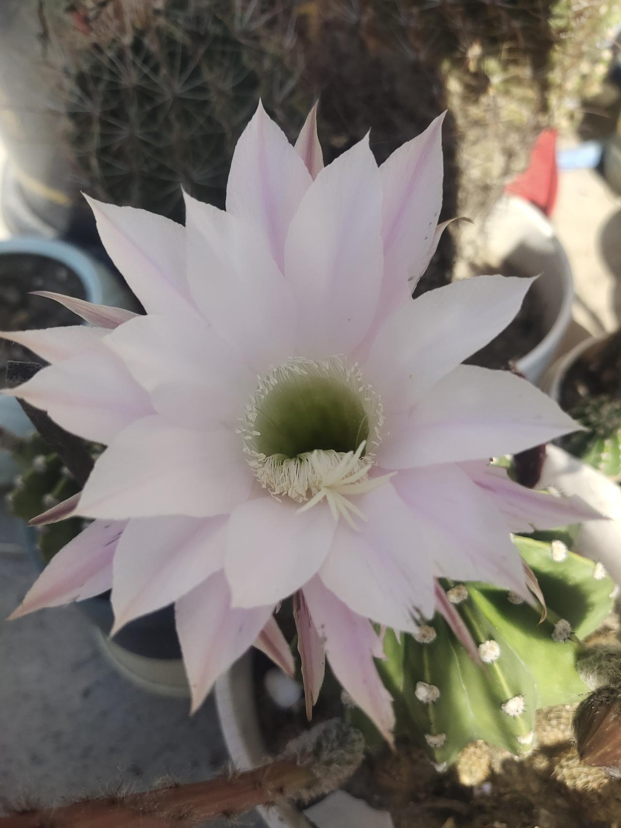 哇哦！我栽的太阳花和仙人球花今儿个绽放啦，真的美极了！还招来了小蜜蜂呢。

这可