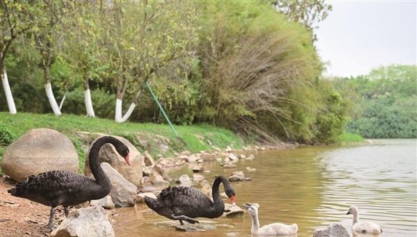 【绿美番禺绘新卷，大夫山黑天鹅安家添丁见证生态蝶变】  春日时节，番禺大夫山森林