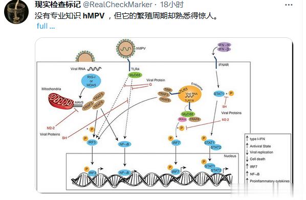 ​人偏肺病毒 (HMPV) 来了！！！HMPV 可引起所有年龄段人群的上呼吸道和