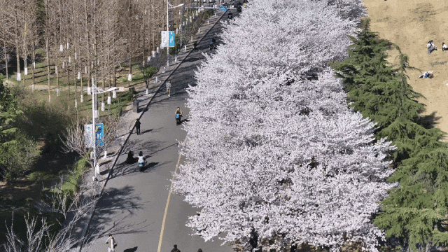 海大樱花季 海洋大学里面这樱花大道非常漂亮，里面有很多美女在拍写真，可以在公众号