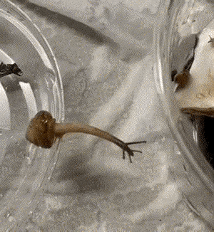 1：蜗牛的身体就是水做的，想拉多长就拉多长，完全不受影响。