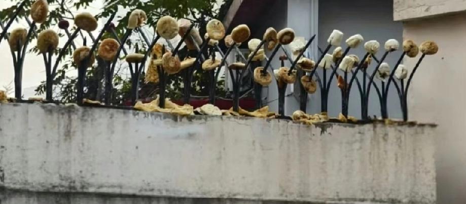 天津一小区围墙：防盗刺上插满的不只是食物

家人们，最近天津一小区的围墙火出圈了