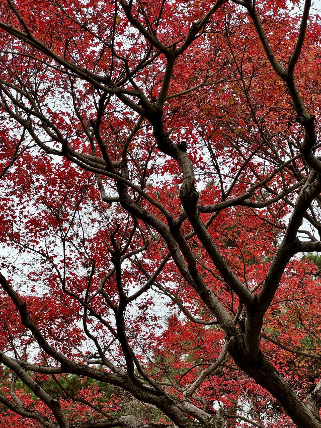 分享一下你随手拍下的照片枫叶红了