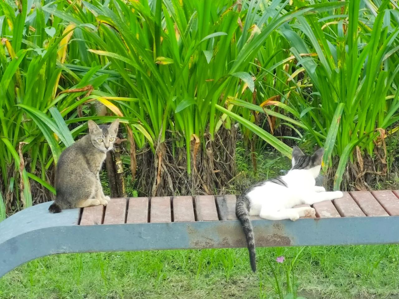 #随手拍张照#
要像猫一样生活：慵懒、惬意、昂首挺胸的，特别硬气的、高傲中透露着