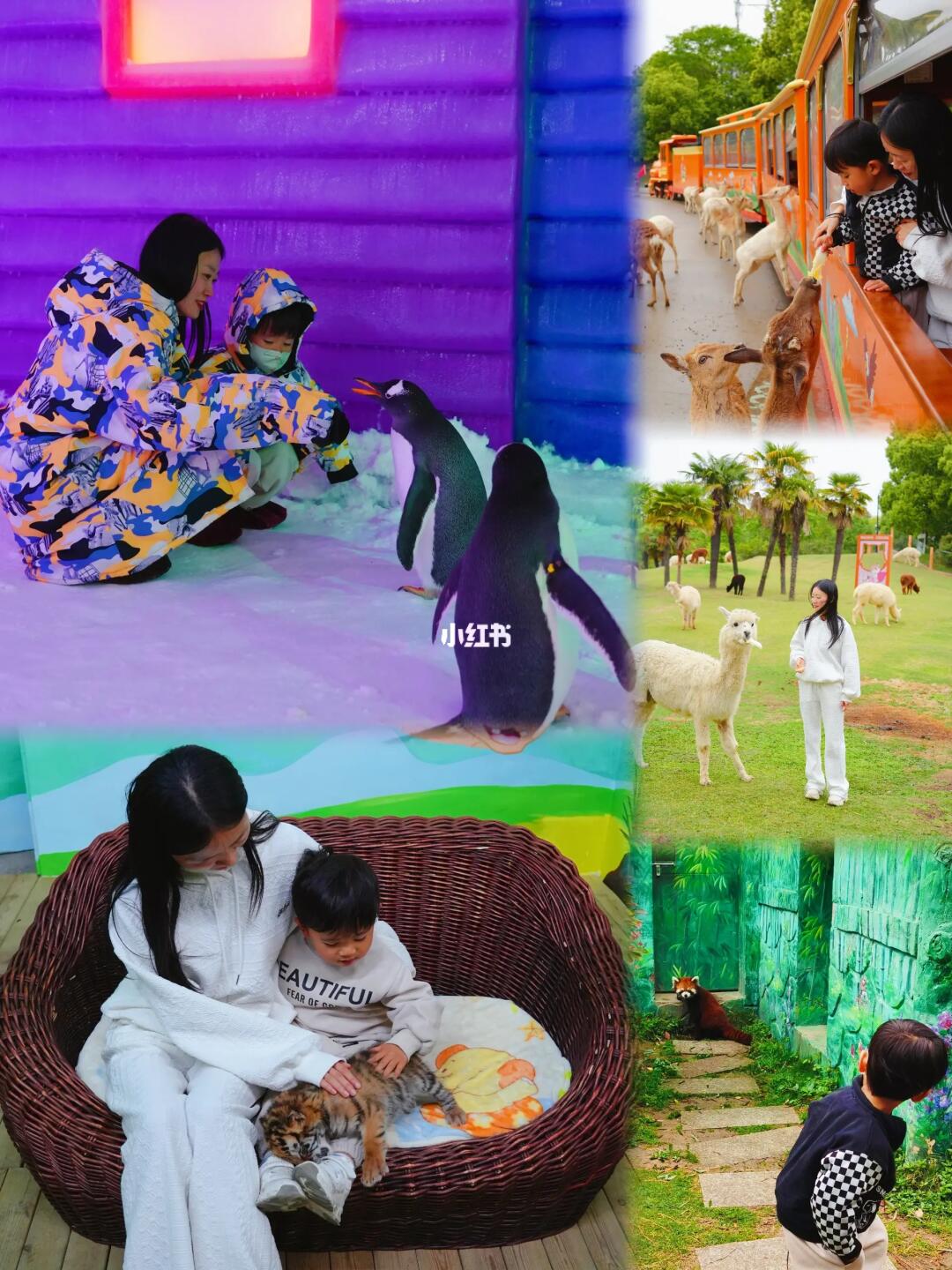 救命‼️我找到和企鹅，熊猫互动的动物园