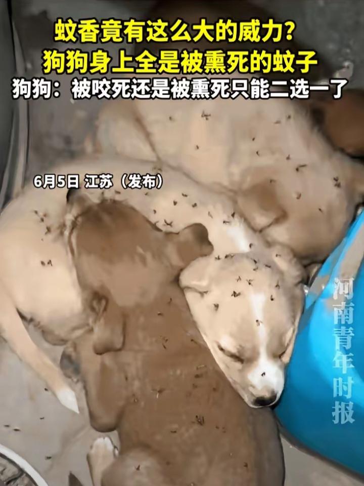 江苏一位女士网购了蚊香，想着给家里小狗驱蚊，结果才一个小时不到，地上密密麻麻全是
