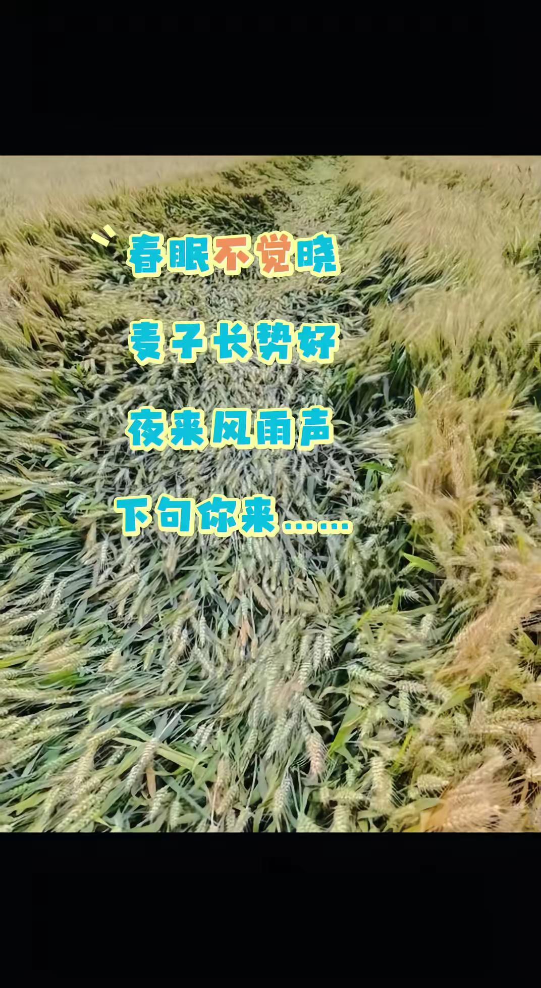 下一句你来小麦成熟阶段 今年小麦田 田间小麦