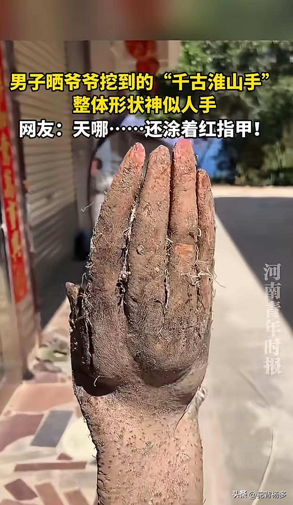 春日生活打卡季这是真的吗？网友晒爷爷挖的“五指淮山手”，这手型这么逼真，也指甲都
