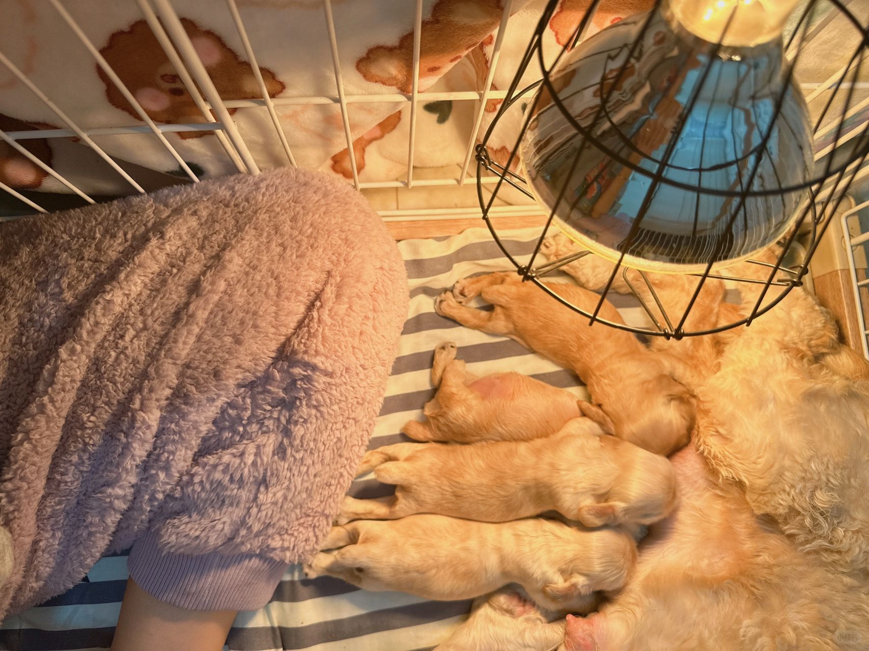 奶狗｜经历断崖式降温…