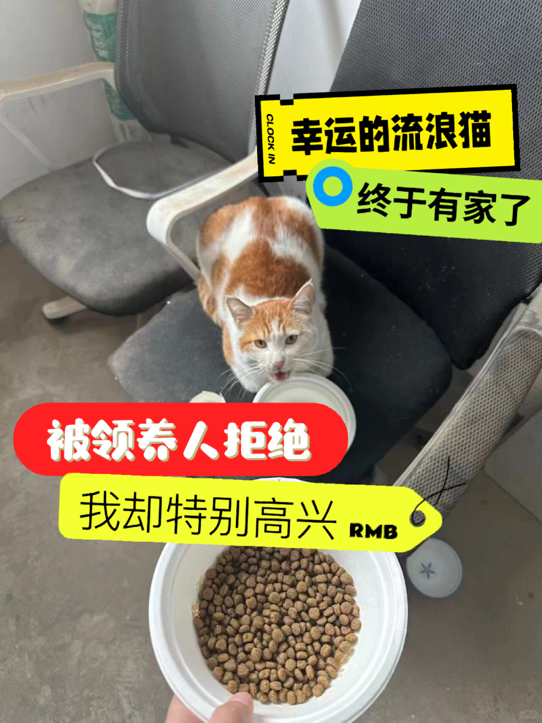 朱竹很开心的跟姐妹们分享一个喜事。前几天有人加我说要领养，可是大家都忙，于是等了...