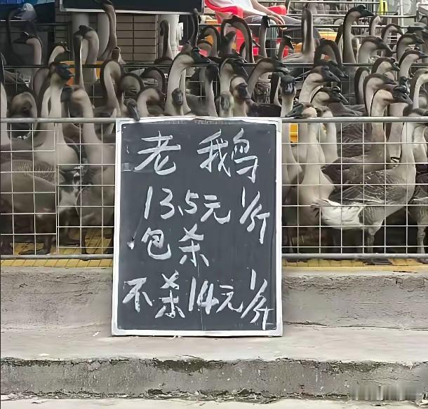 菜市场鹅摊上看到这一幕！属实有点看不懂了！同样的鹅，为何包杀的反而比不杀的还要便