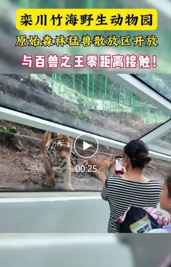 河南洛阳栾川竹海野生动物园一条全透明观虎隧道在网上走红，不少游客实拍视频刷屏社交
