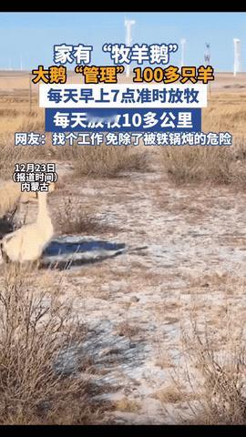 “太有意思了！”内蒙古一男子，因家中2只大鹅总打架，便把其中一只放在羊圈喂养，谁
