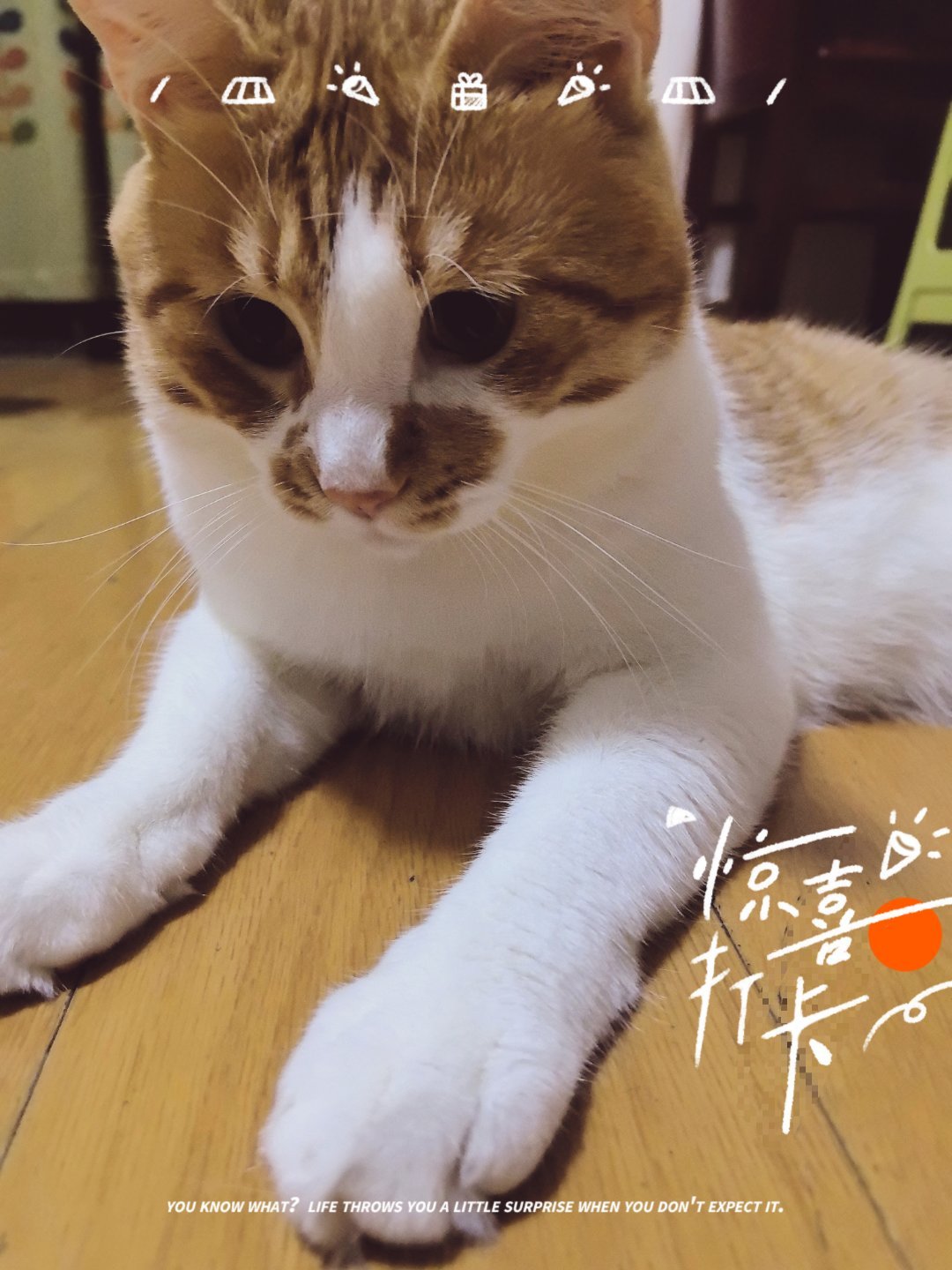猫咪 啾咪