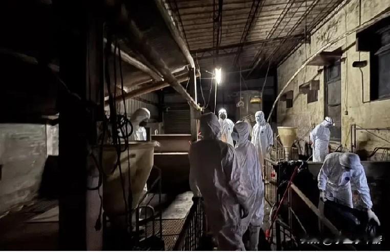 中国台湾台中市梧栖洽兴养猪场去年10月爆发全台首例非洲猪瘟，台中地检署今日侦结后