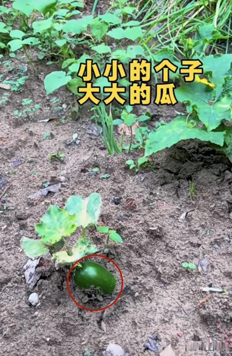 我的今日状态：😁轻松愉快
我这里的天气：☀️晴天
小小的个子大大的瓜，
有时候