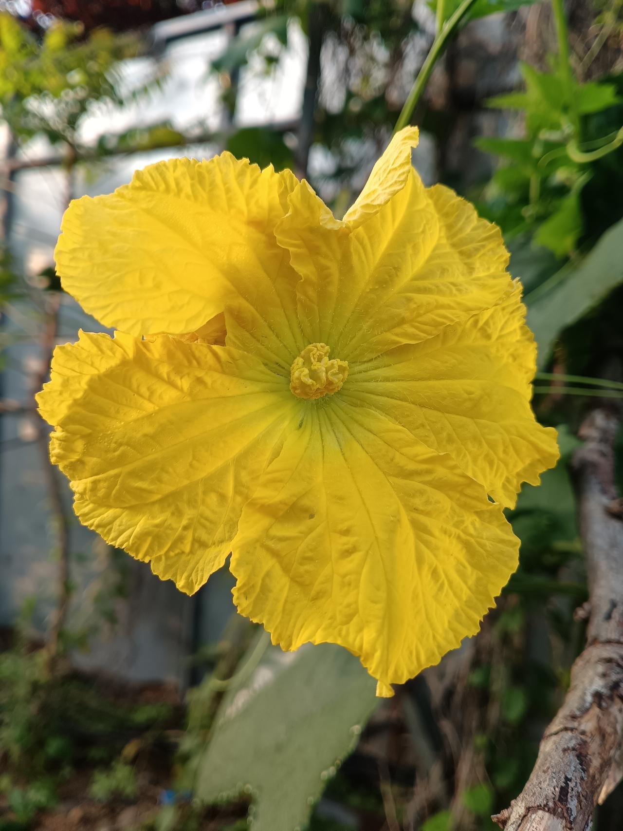 随拍夏日花朵金黄的丝瓜花，花朵舒展如小太阳，清晨绽放时最娇嫩，傍晚便悄然收拢，是