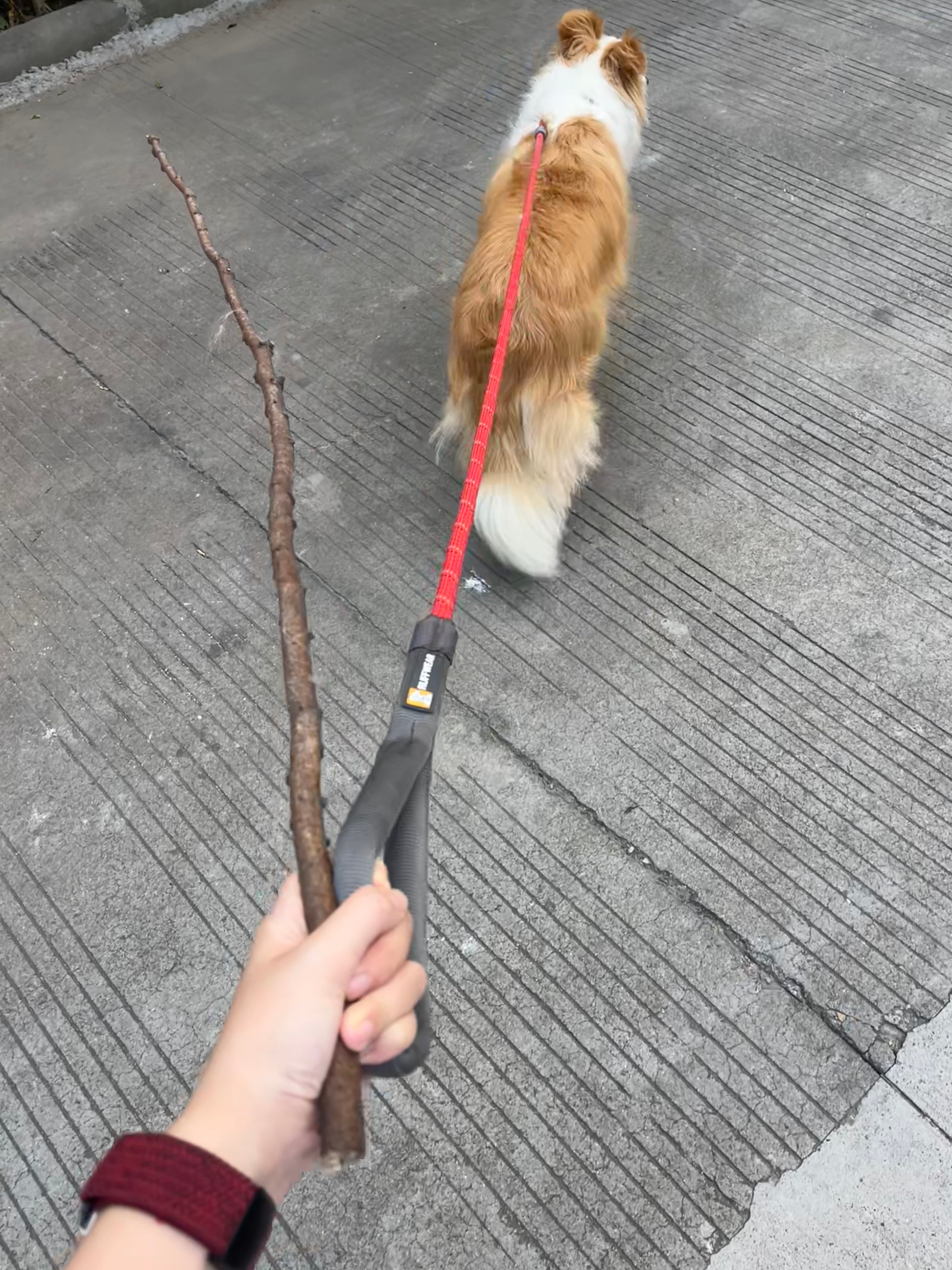 今天跟边境牧羊犬出门的时候捡到了一根又直又细的树枝，然后呢昨天追着岁姐咬的小黑大