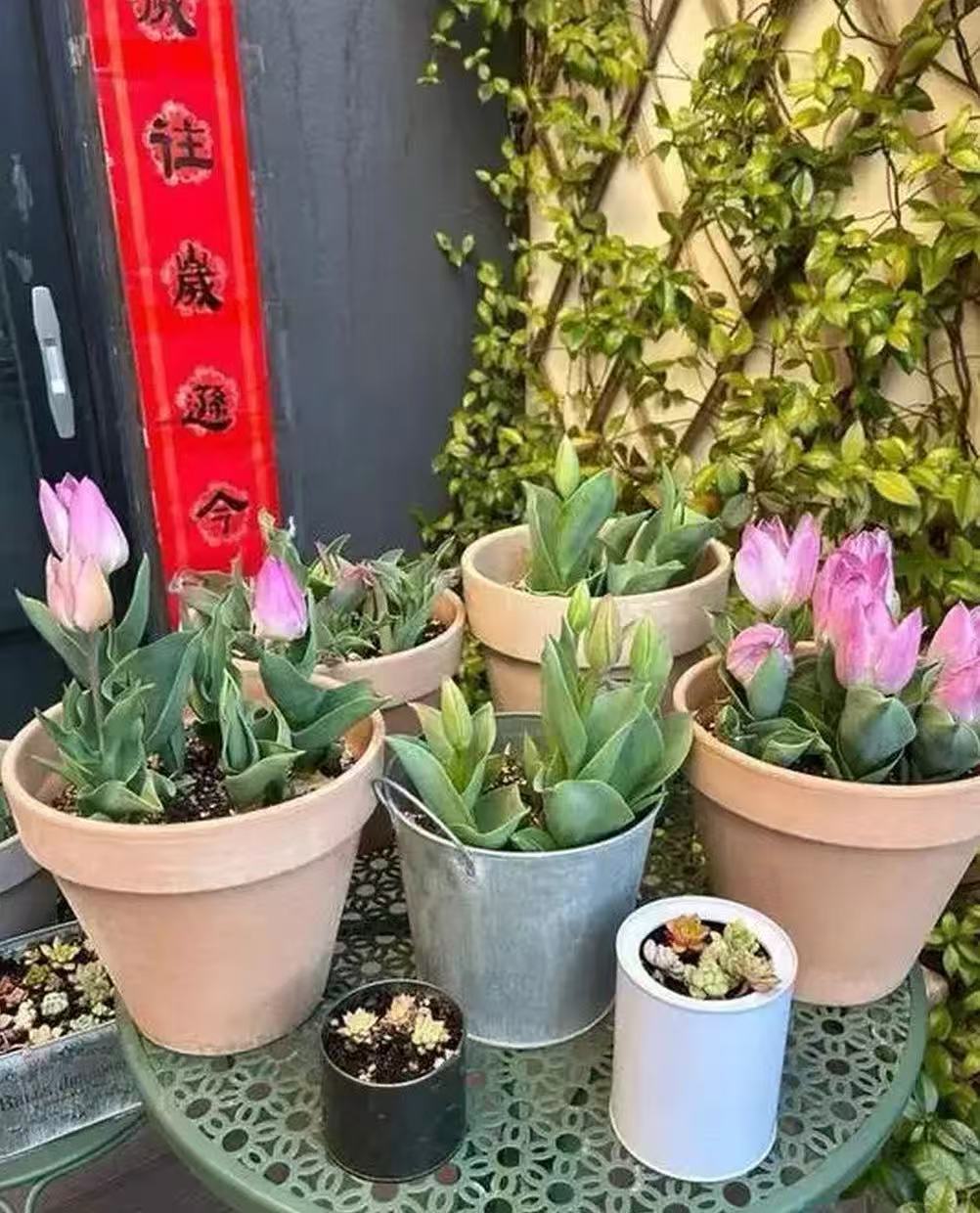 女子种出‘最丑郁金香’，网友崩溃：求求别开了！ 