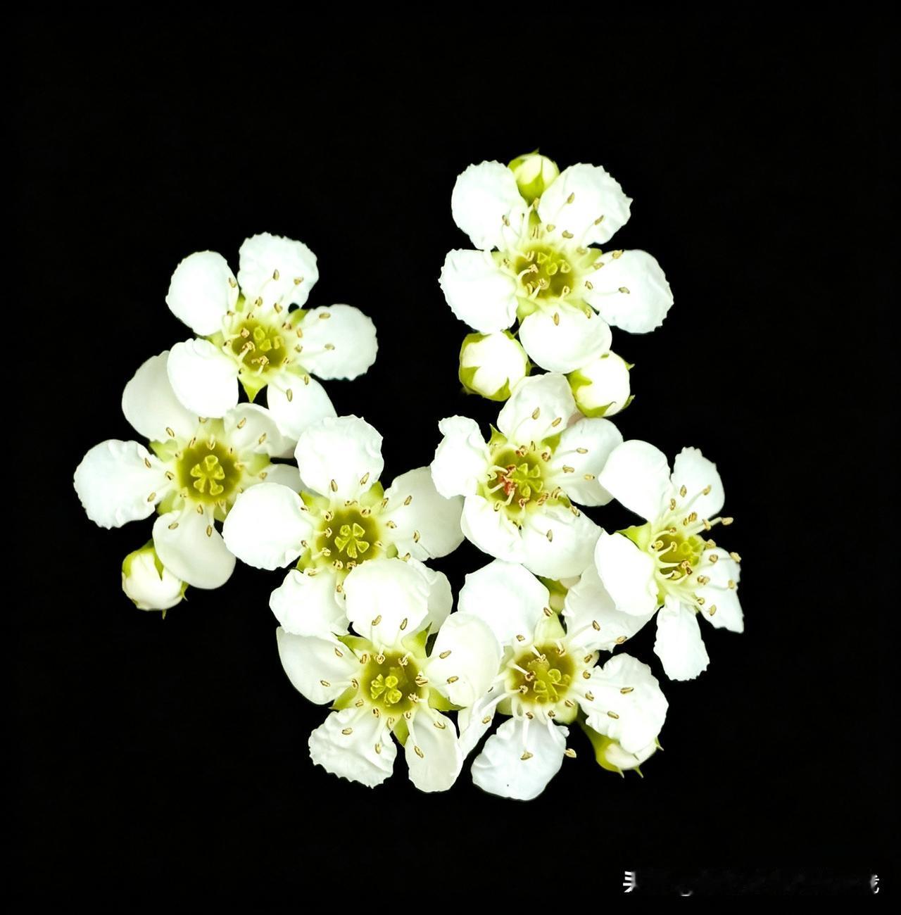 今天中午在院子里拍摄的花朵。这花朵很少见，也不知道是什么名字？分享一张最近随手拍