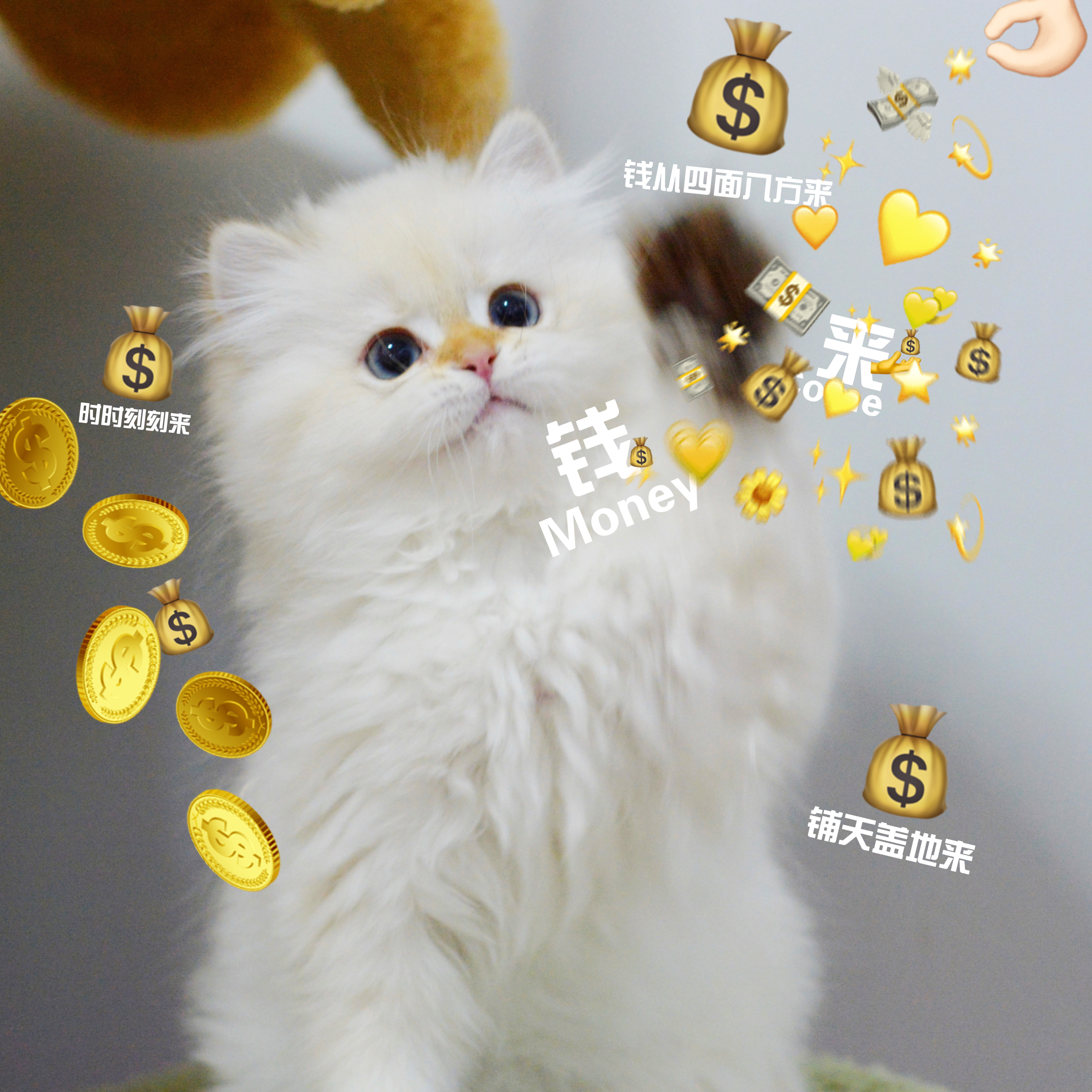 据说五月白羊座有财运？那就羊羊们见者发财咯#金点##英国长毛猫# ​​​