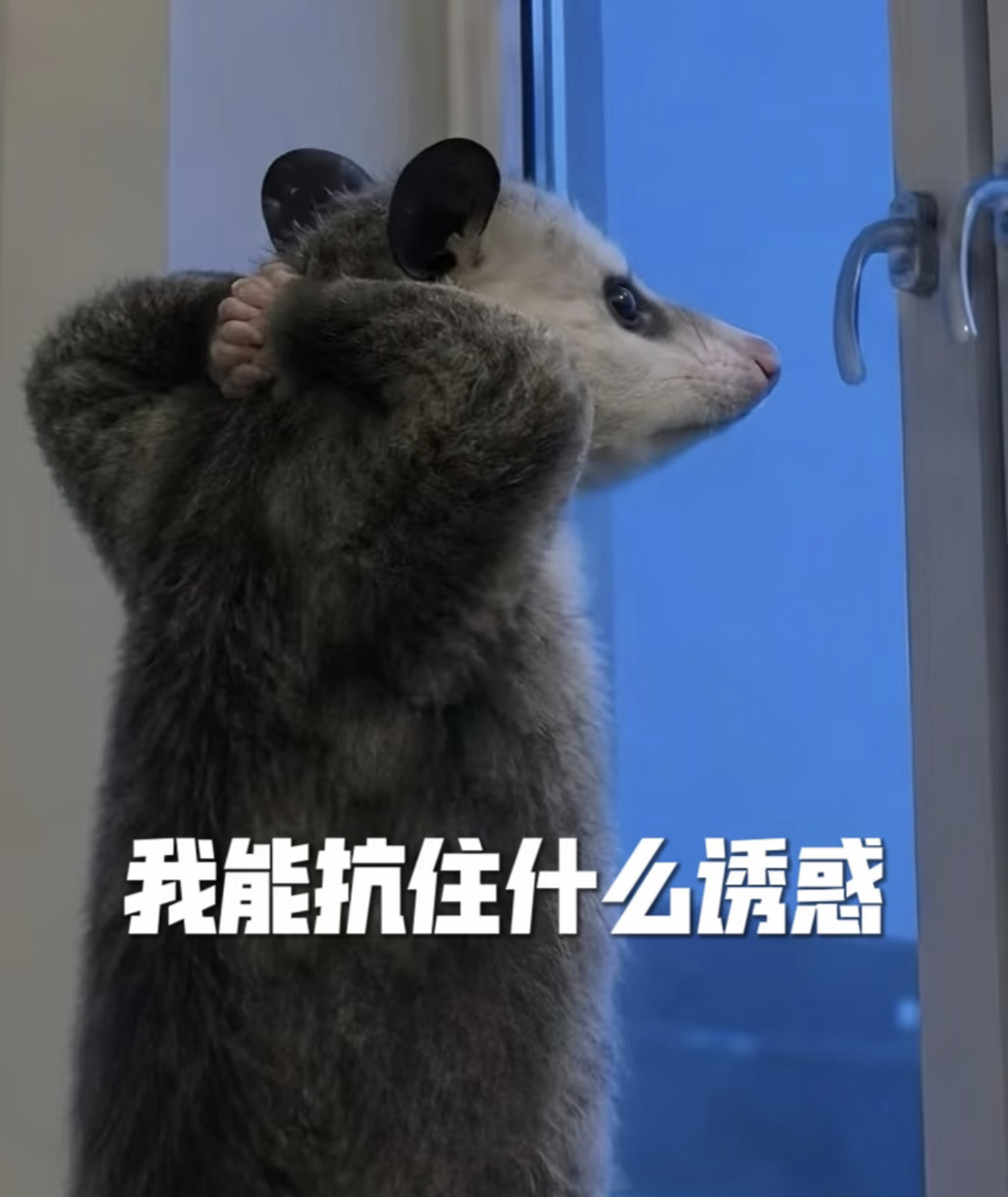 姐妹你放心，我其实根本没有被雷朋迷倒，我就是在跟他俩博弈。我装做被他俩迷得神魂颠